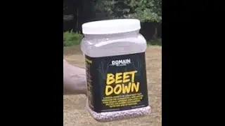 Sugar Beets for Deer
