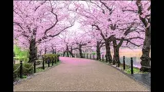 Spring Music: Cherry Blossom #Japan 