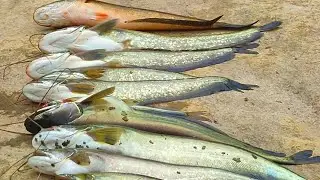 🦈 Big Pathan fishing catching||🦈 Awesome fishing||snakehead fish|unique fishing |trap Big village 🦈