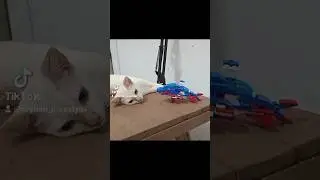 The RoboShark bricks isn't small, you can compare with my cat Milo 😁🐈🦈🦾🌊 07082025 19:21 #cat #toys