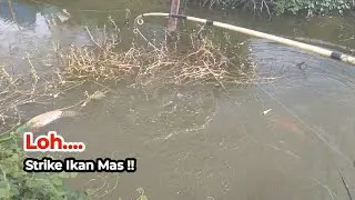 Kaget !! Dikira Kosong Malah Strike Ikan Mas Di Parit ini