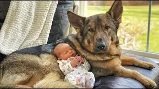 Dog K9 officer proves his tender heart... watch him guarding his baby sister while she sleeps