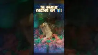 The GREATEST Christmas Gift from our tiny Hamster 🐹🎄🎁 #funnyanimals #hamsterpet #hamsterhouse #cute