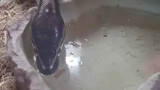 Wild type python drinking