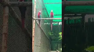 #virlshots #shorts