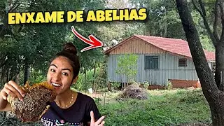 COLHEMOS O MEL DAS ABELHAS AQUI DO SITIO!!! *ABELHAS MUITO BRAVAS*