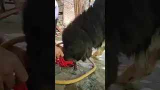 Tibetan Mastiff Dog ki muzzle training #peepalfarm