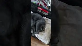 Surprising DIY Cat Bed Ideas: Give Your Kitty the Ultimate Comfort