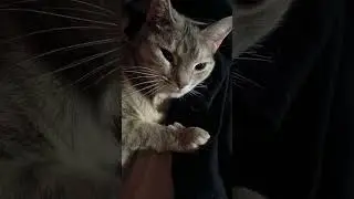 My cat is in heat when I scratch her butt