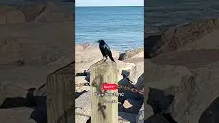 Kure Beach, NC | DocTV&trade; | TorryB. #kurebeach #doctv #wilmingtonnc #carolinabeach #southern #south