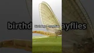 The Mayfly The Shortest Lifespan On Earth  #facts