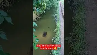 2 Big shol fish with babies! into the tunnel 😯 🐋 (Unbelievable big shol) #sholfish #fish #short #yt