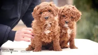 Groodle Puppies | Bredwell Puppies Australia