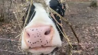 What is Life With Pigs Farm Sanctuary?