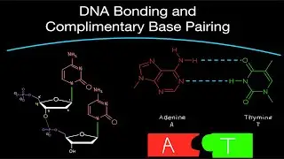 DNA Bonding and Complimentary Base Pairing with Phosphodiester Bonds and Hydrogen Bonds!
