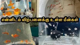 என்னிடம் விற்பனைக்கு உள்ள மீன்கள்|Erode|Guppy|All In Our Fishes|Sales |Aquarium#petslovechannel 