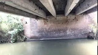 Cave Swallow - Flying Under Bridge