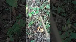 fairy ring in forest. thanks @RobSmith #fairyring #nature #naturewalk