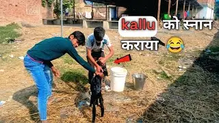 Aaj Bakri Ko 😂 Nahlaya। goat vlog video