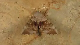 Poplar Hawkmoth (Laothoe populi)