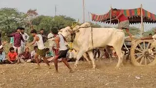 మాచపురం గ్రామం||గిరక బండి పందెం|| 14వ జత 25- 12-2025💥💥