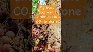 fig trees can convert carbon dioxide into stone#carbon sequestration
