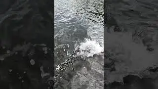 LMAB Drunk Bait 8cm, trochu opom&iacute;jen&aacute; nejmen&scaron;&iacute; verze z rodiny Drunk. O to v&iacute;c ale um&iacute; překvapit!