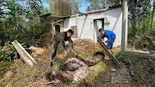 How to catch many types of extremely poisonous snakes with bare hands. clean up