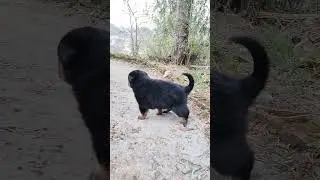 it's potty time dekho potty to hippy m hi latak gyi#rottweiler #doglover #cute #puppy