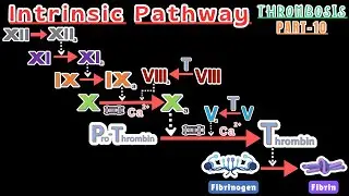 Intrinsic Coagulation Pathway Explained Simply