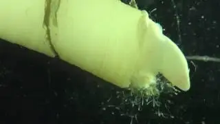 Scaphopoda Antalis entalis
