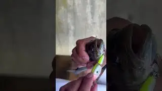 Best hook set #bass #fishing #massive #outdoors #how