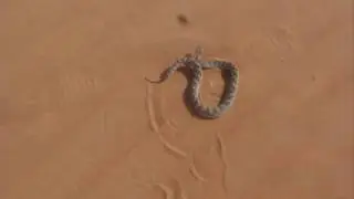 Sindh saw scaled viper (Echis carinatus sochureki)Dubai-14052011.wmv