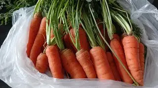 NEW HARVEST CARROTS FROM OUR GARDEN