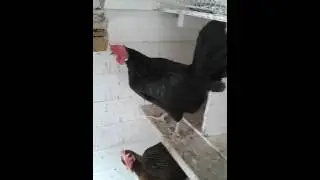 Eggfactory