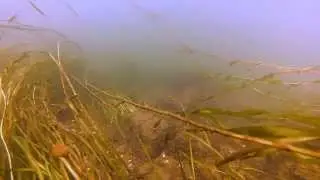 Under Water Secrets - Lachine Rapids - River Rats GoPro