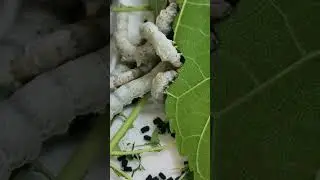 Silkworm is essentially monophagous insect feeds solely on mulberry leaves #silkworm #mulberry #silk