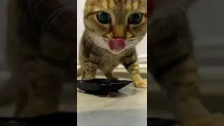 #животные #кошки