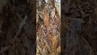 January 8, 2026 back yard update and compost pile 