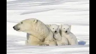 Polar Bear Cubs w/David Rabbitburrow - UNCUT & UNCENSORED