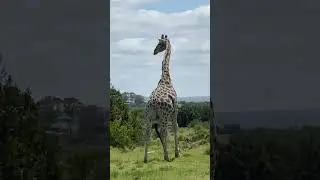 Come and Experience South Africa 🇿🇦 #adventure #africa #wildlife #giraffe