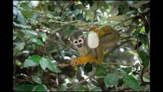 TOP TOURISME. La Vall&eacute;e des singes f&ecirc;te ses 25 ans au service des primates et du public