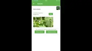 PlantSnap identifies a Beggarslice (Hackelia virginiana)