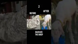 Top 5| Rescued Animals (BEFORE & AFTER)|Amazing Transformation| #shorts #animalshorts #animalrescue