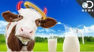 ¿Es BUENO tomar LECHE de VACA? | Discovery en Español