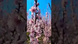 Peach Blooms #brecknockorchard #spring #blooms