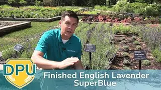 Finished English Lavender SuperBlue