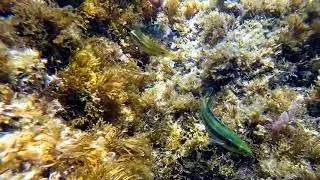 Symphodus ocellatus
