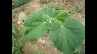 Abutilon indicum /Country mallow/Beheth Anoda