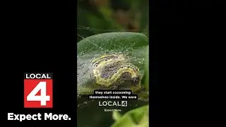 Watch out for this destructive garden pest in Michigan